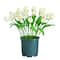 2ft. UV Resistant Artificial Tulip Plant (Indoor/Outdoor)